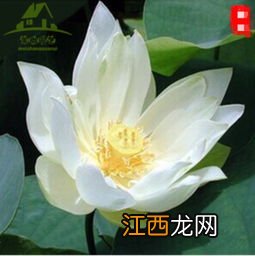 荷花有种子吗，有什么品种