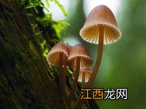 蘑菇是什么生殖，附种植方法