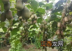 软枣猕猴桃什么时候成熟，附种植方法