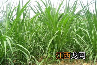 养牛牧草种子有哪些,牧草是不是每年都要种一次