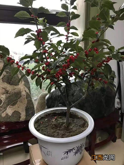 北美冬青怎么养,耐寒吗