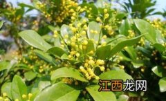 冬青开花吗，花期多长