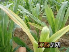 dk1799玉米种介绍