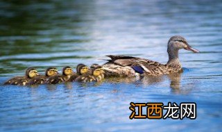 鸭子冬天怎么养才能生蛋，鸭子冬天怎么养才能生蛋呢