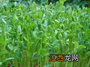 豌豆苗可以施尿素吗，附种植方法