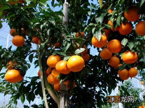 红美人柑橘品种介绍