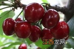 红灯樱桃品种介绍