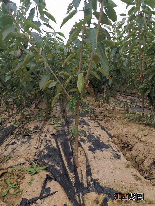 沙王樱桃品种介绍