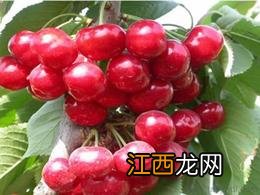 黄蜜大樱桃品种介绍