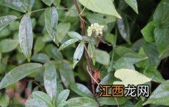 野生牛大力有几种，野生牛大力和人工种植的区别