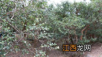 山茶树种植方法和管理，山茶树施什么肥料