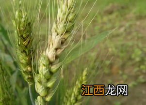 冬天小麦需要打红蜘蛛药吗，冬天小麦能不能撒肥料