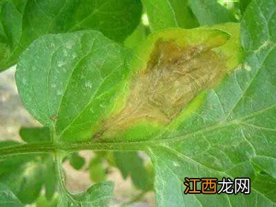 青菜病害图片及用药