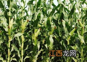 玉米马齿型和半马齿型哪个产量高，附玉米的种植方法