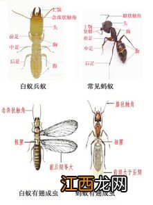 白蚁是不是蚂蚁,白蚁是怎么产生的