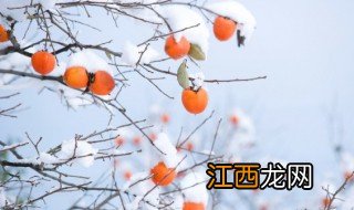 柿子怎样储存过冬 冬天柿子怎么养护