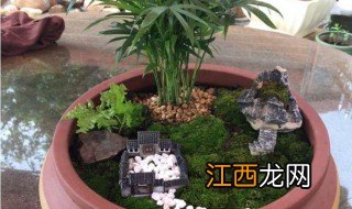 苔藓冬天怎样过冬 苔藓冬天怎么养护