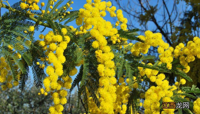 观察一种植物早中晚的变化作文 观察一种植物早中晚的变化