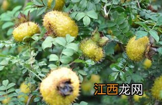 刺梨是什么，附种植方法