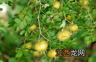 刺梨是什么，附种植方法