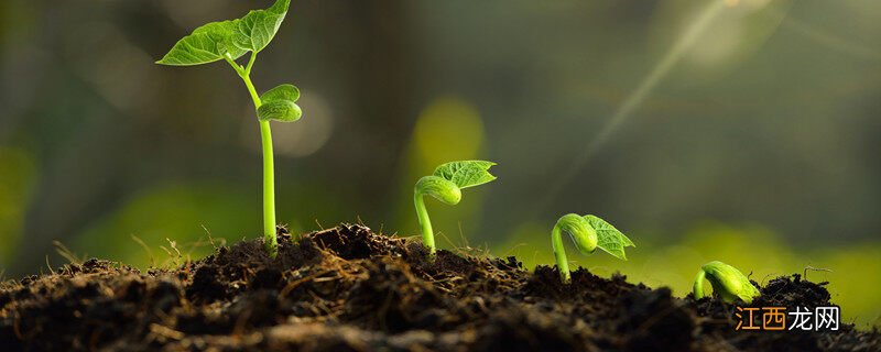 苍术种植技术与栽培管理视频 苍术种植技术与栽培管理