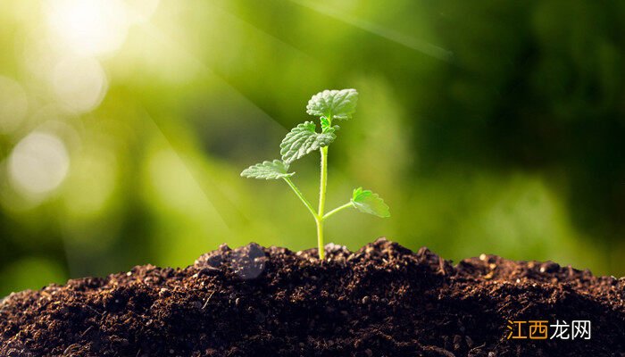 苍术种植技术与栽培管理视频 苍术种植技术与栽培管理