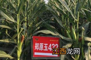 郑原玉8号玉米品种介绍