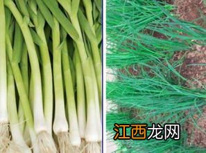蒜苗可以移栽吗,蒜苗和蒜薹的区别