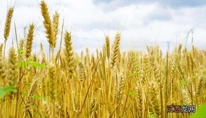 小麦生长周期多少天 小麦生长周期