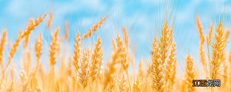 小麦生长周期多少天 小麦生长周期