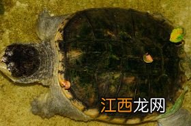 鳖血的功效 鳖血