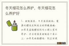 冬天樱花怎么养护，冬天樱花怎么养护好