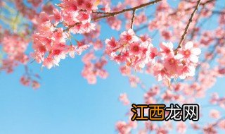 冬天樱花怎么养护，冬天樱花怎么养护好