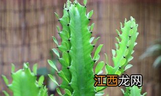 龙骨冬天怎么种植好 龙骨冬天怎么种植好活