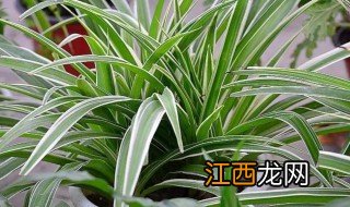 冬天怎么种植金边吊兰 冬天怎么种植金边吊兰视频