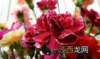 康乃馨的种植条件和种植方法 冬天康乃馨怎么种植