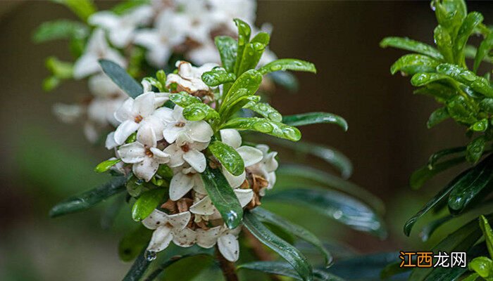 为什么家中不能养瑞香花 瑞香花的花语和象征