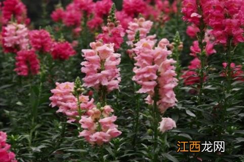 金鱼草的花语，花语为清纯的心