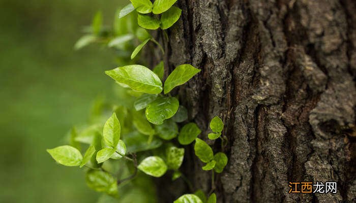 下山桩缠膜方法视频 下山桩缠膜怎么喷水