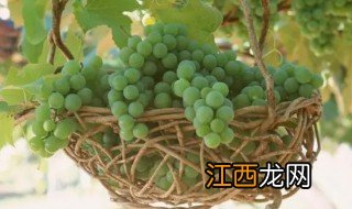 冬天葡萄盆栽怎么养,冬天葡萄盆栽怎么养好