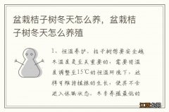 盆栽桔子树冬天怎么养，盆栽桔子树冬天怎么养殖