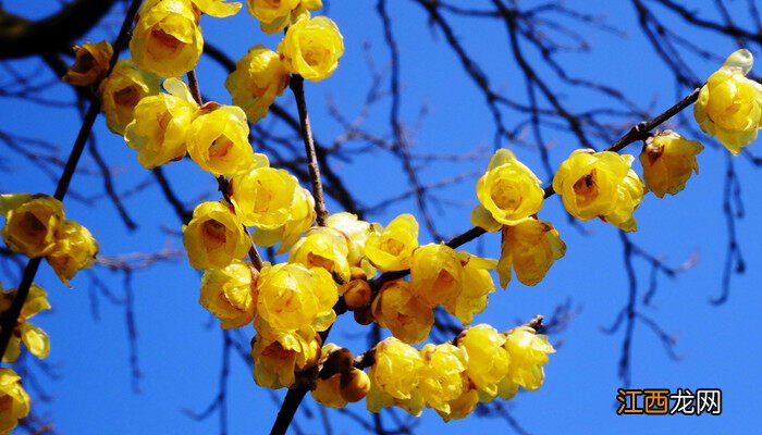 赞美腊梅的诗句 腊梅的花语和寓意