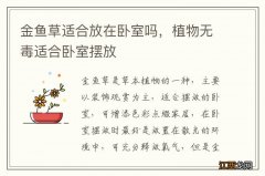 金鱼草适合放在卧室吗，植物无毒适合卧室摆放