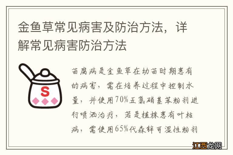 金鱼草常见病害及防治方法，详解常见病害防治方法