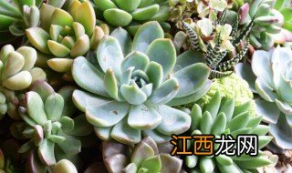 多肉植物冬天怎么养护|南方、北方 多肉植物冬天怎么养护