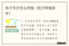 桔子种植条件 桔子冬天怎么种植