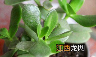 冬天玉树怎么种植 冬天玉树怎么种植好