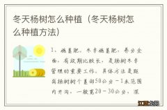 冬天杨树怎么种植方法 冬天杨树怎么种植