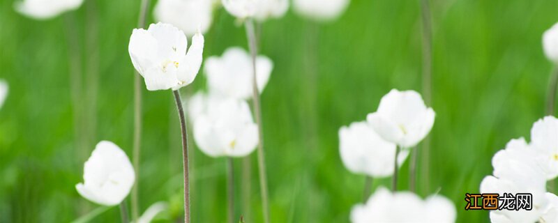 动森铃兰花怎么开花 动森铃兰花怎么繁殖