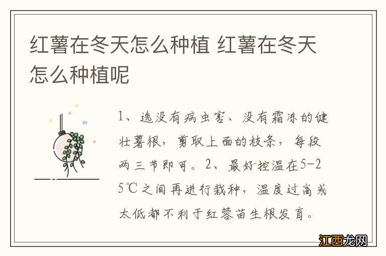 红薯在冬天怎么种植 红薯在冬天怎么种植呢